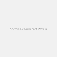 Artemin Recombinant Protein